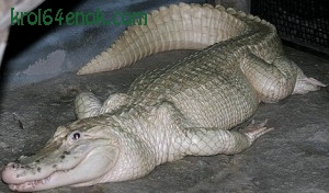 Крокодил альбинос. Крокодилы - рептилли, существующие на Земле около 200 млн лет