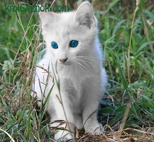 Кот альбинос