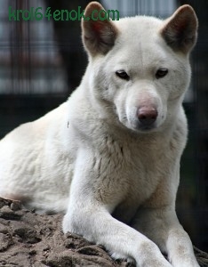 Альбинос Динго. Динго - хищное млекопитающих рода волков, одичавшая домашняя собака, завезенная в Австралию переселенцами из Азии примерно 5-8 тыс. лет назад. 