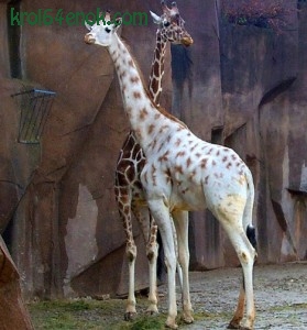 Белый жираф. Жираф — самое высокое из существующих животных 