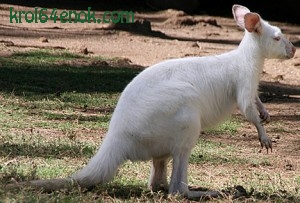 Альбинос кенгуру. Австралия