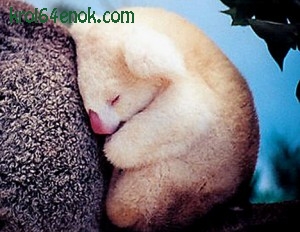 Детеныш коалы альбиноса. Австралия