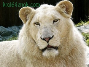 Лев-альбинос. Большинство белых львов проживают в Южной Африке