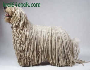 Командор. Этот "король венгерских овчарок" является одной из самых крупных собак в мире, рост в холке у кобелей составляет более 80 см, а длинная белая шерсть, свернутая в оригинальные шнурки, делает собаку еще более массивной и внушительной.