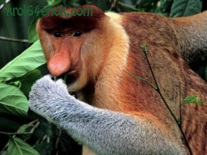 Носач. Примат с острова Борнео. 