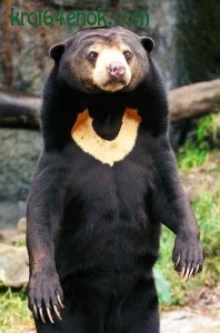 Малайский медведь, или бируанг. Самый мелкий и самый драчливый из всех существующих медведей
